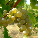 Sauvignon blanc grapes | Pic credit: Wikipedia